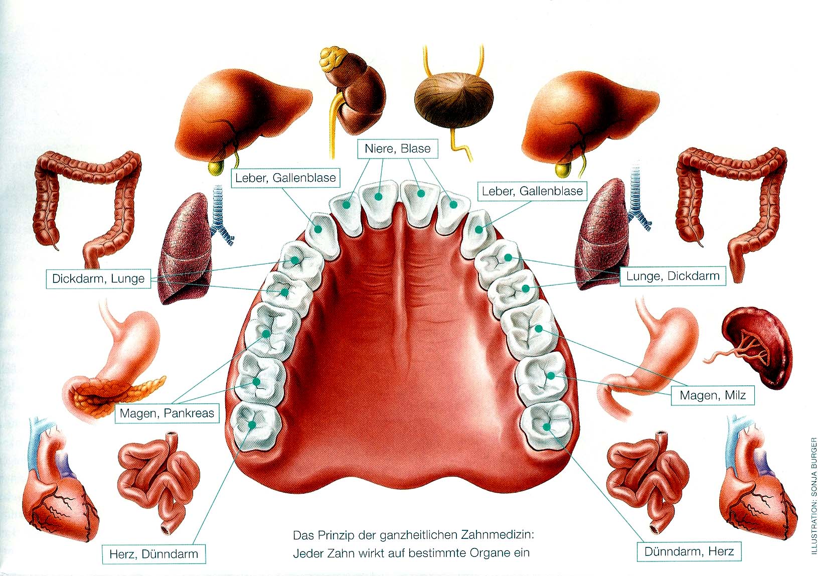 Zahn Organ Schema 2